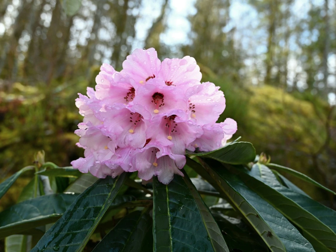 R. montroseanum